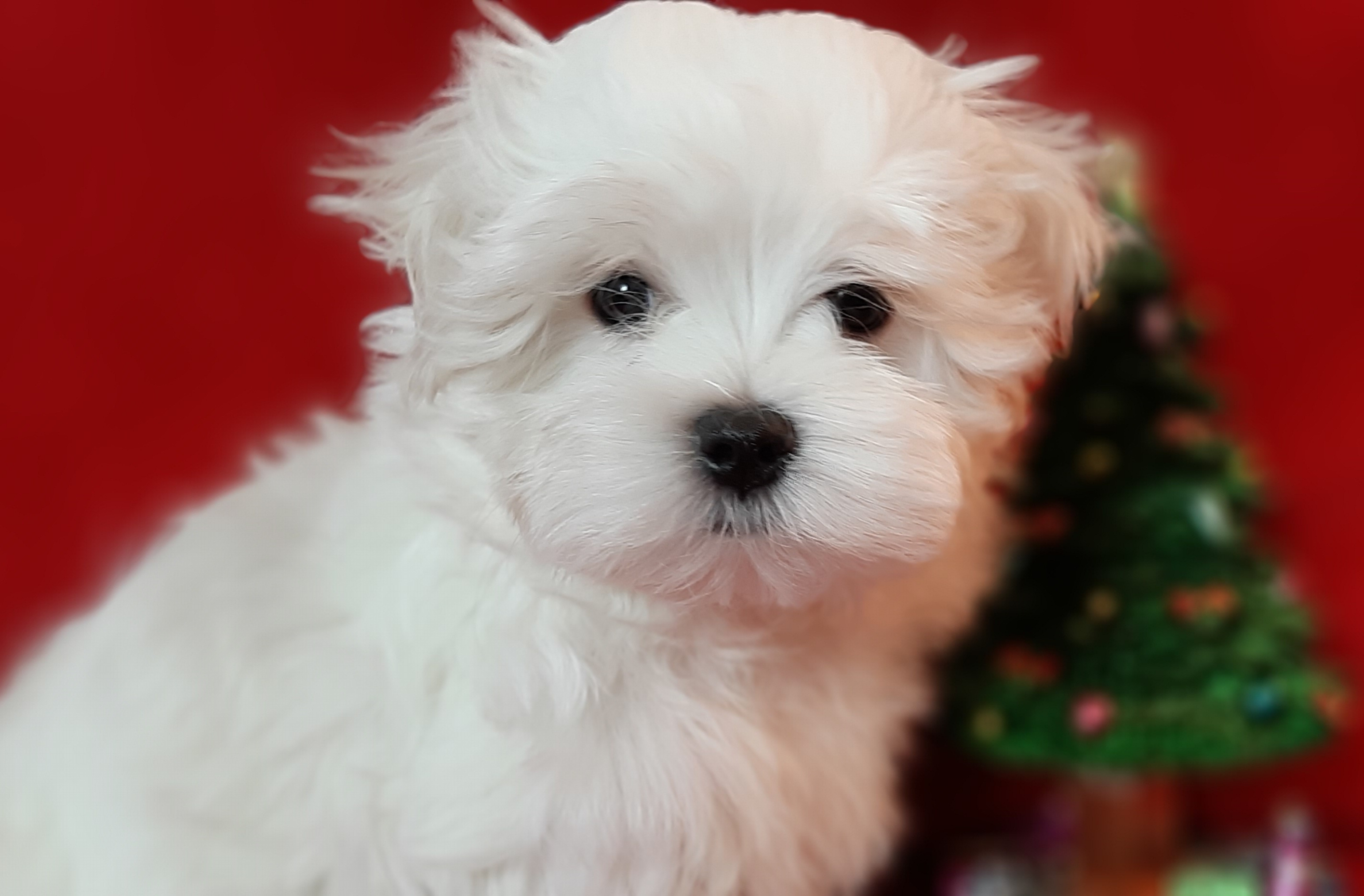 Magic in white Malteser Welpen