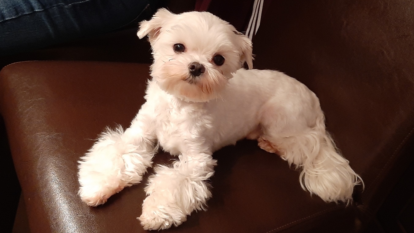 Magic in white Malteser unsere Malteser